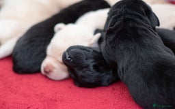 Labrador Retriever dogs for sale: Adorable Labrador Retriever Puppies  🐶💛 - Image 12