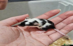 Mouse rodents for sale: Female fancy mice  - Image 9