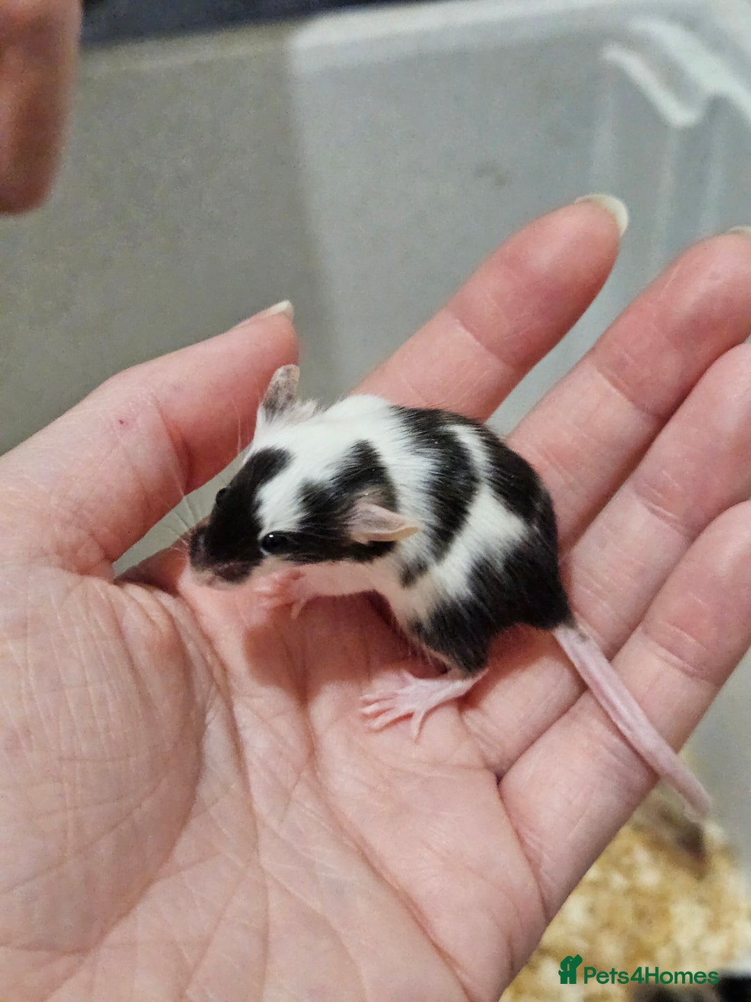 Mouse rodents for sale: Female fancy mice  - Image 9