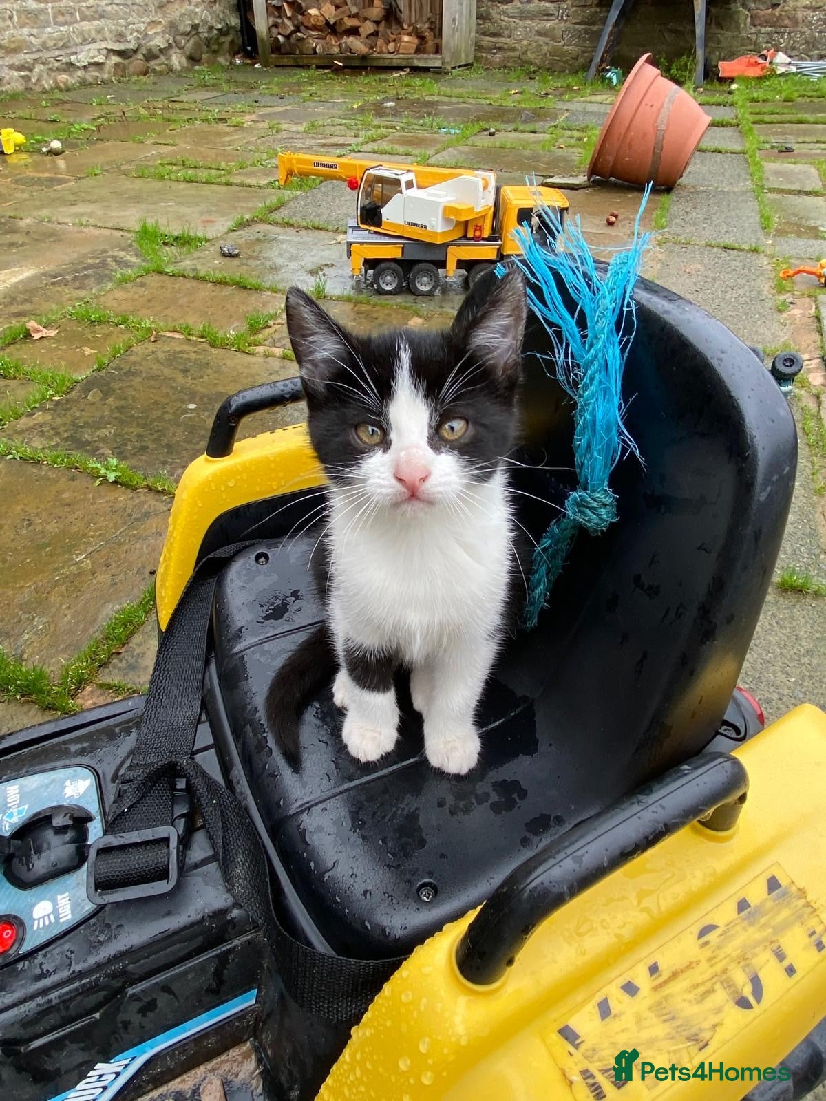 Mixed Breed cats 1 black and white girl. Ready to leave now  - Advert 11