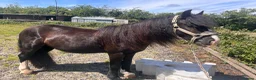 Irish Cob horses for sale: Ride and drive 12.2 cob - Advert 4