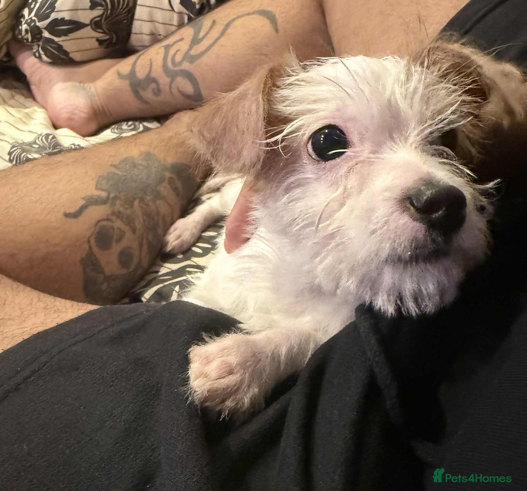 Jack Russell dogs for sale: Jack Russell Aya - Image 1