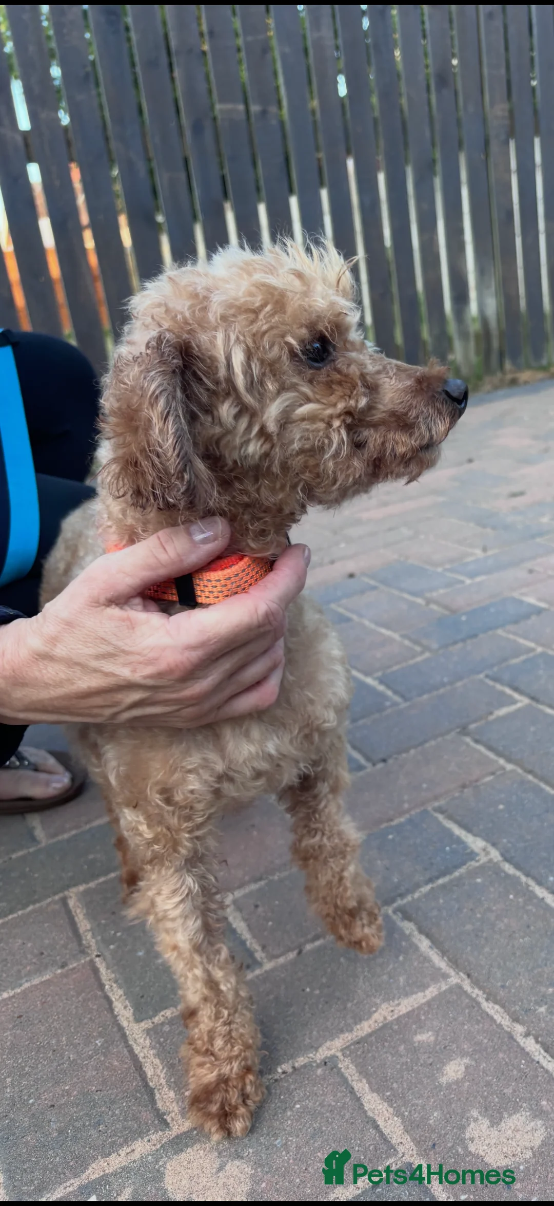 Toy Poodle dogs for sale: Beautiful toy poodle in Doncaster - Advert 4