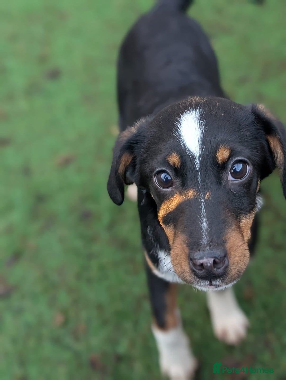 Mixed Breed dogs for adoption: Eve - In Ayr Looking for a home  - Advert 3