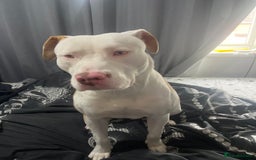 Mixed Breed dogs for sale: 10 month old boss  - Image 1