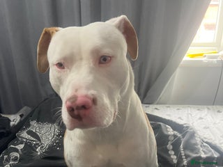 Mixed Breed dogs - Advert 14