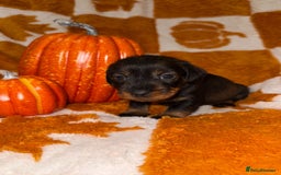 Dachshund dogs for sale: 🩷💙Stunning KC Wire haired Dachshunds🩷💙 - Image 30