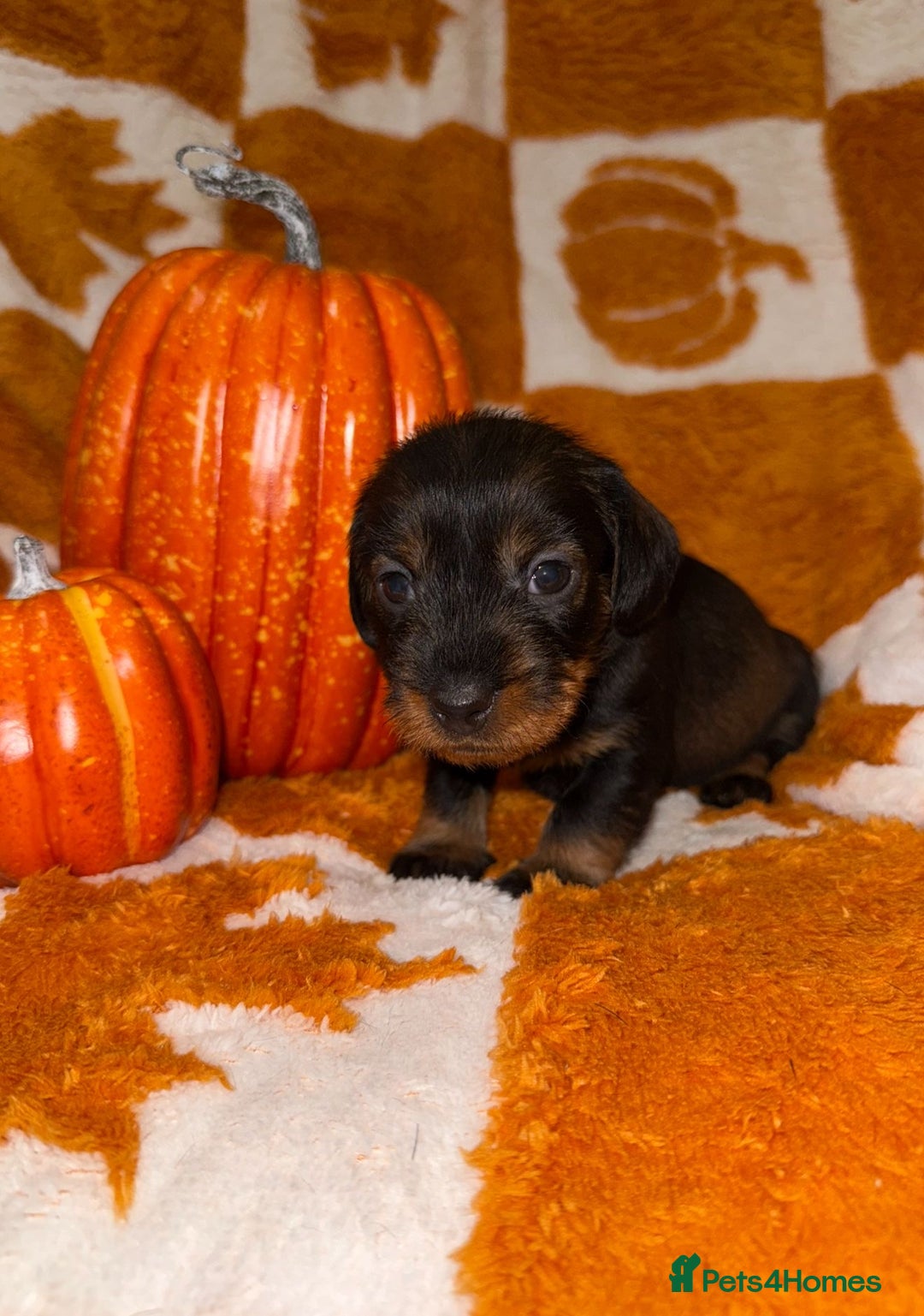 Dachshund dogs for sale: 🩷💙Stunning KC Wire haired Dachshunds🩷💙 - Image 30