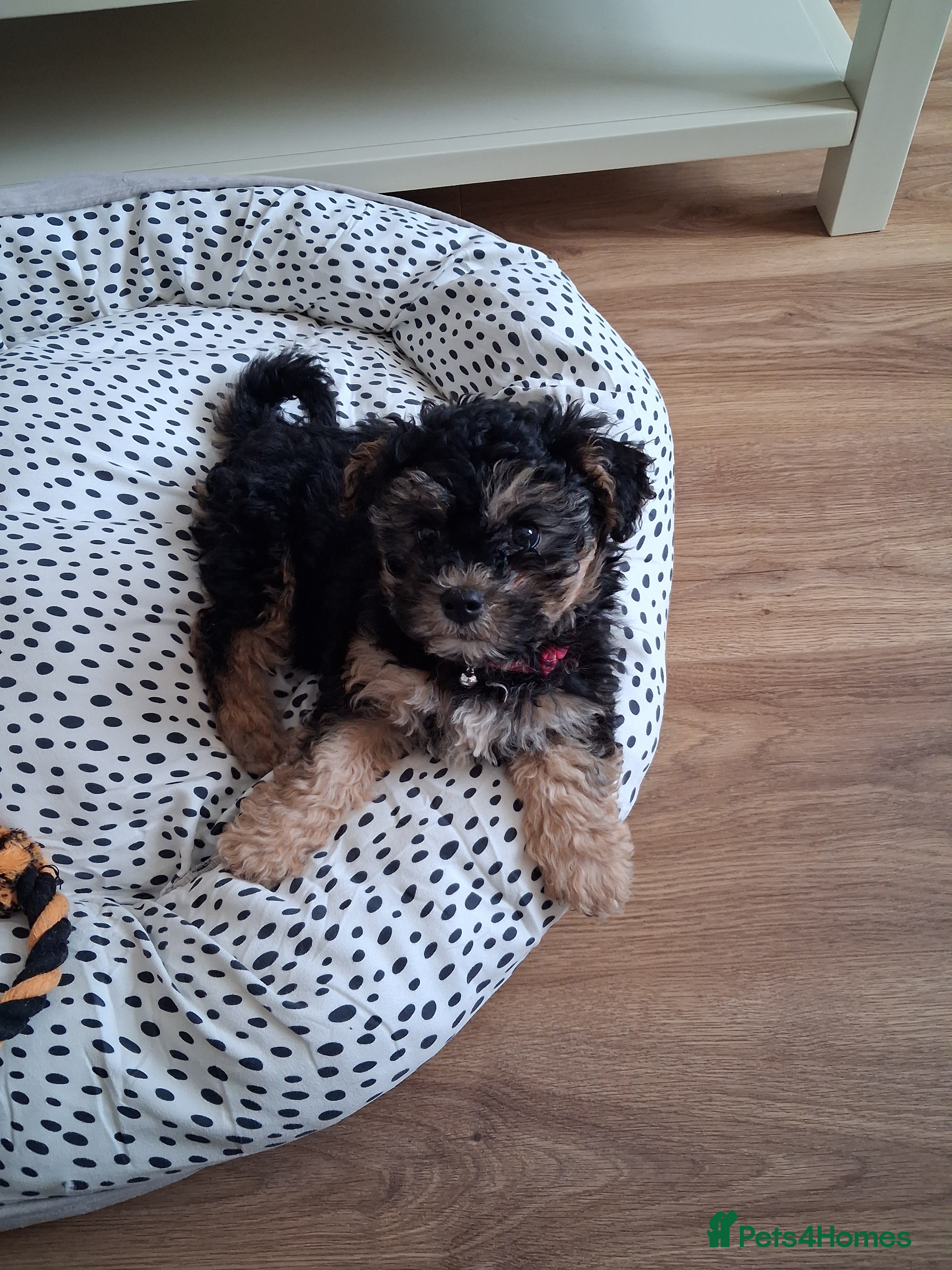 Maltipoo dogs Little girl maltipoo puppy  - Advert 5