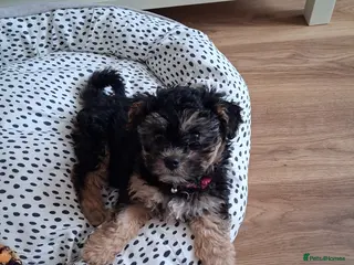 Maltipoo dogs Little girl maltipoo puppy - Advert 5