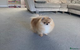 Pomeranian dogs for sale: Tea cup Pom  - Image 2