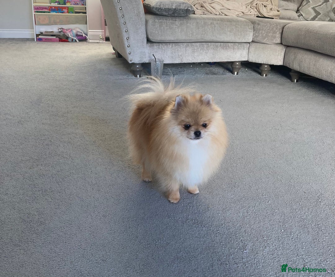 Pomeranian dogs for sale: Tea cup Pom  - Image 2