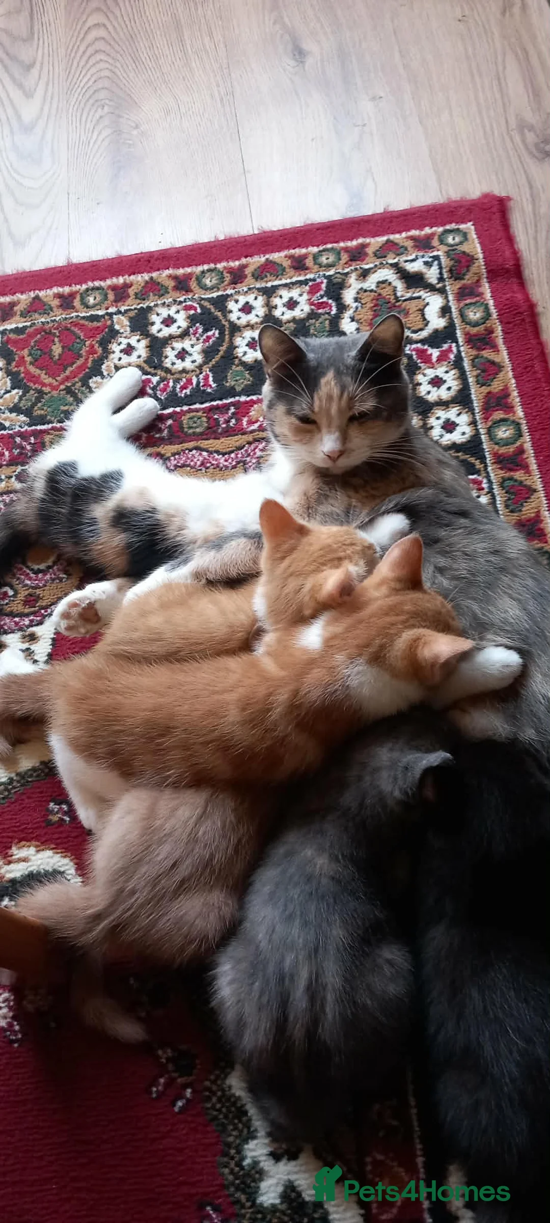 Mixed Breed cats for sale: Kitten - Advert 1