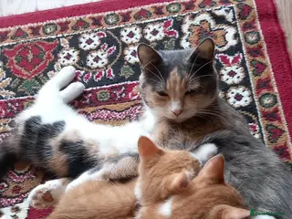 Mixed Breed cats Kitten - Advert 4