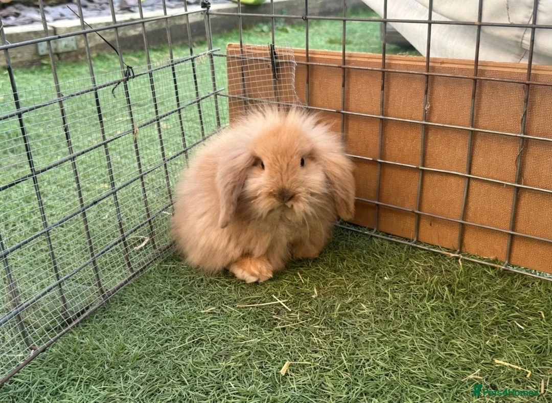 Mini Lion Lop rabbits for sale: Mini Lion Lops in Richmond - Advert 2