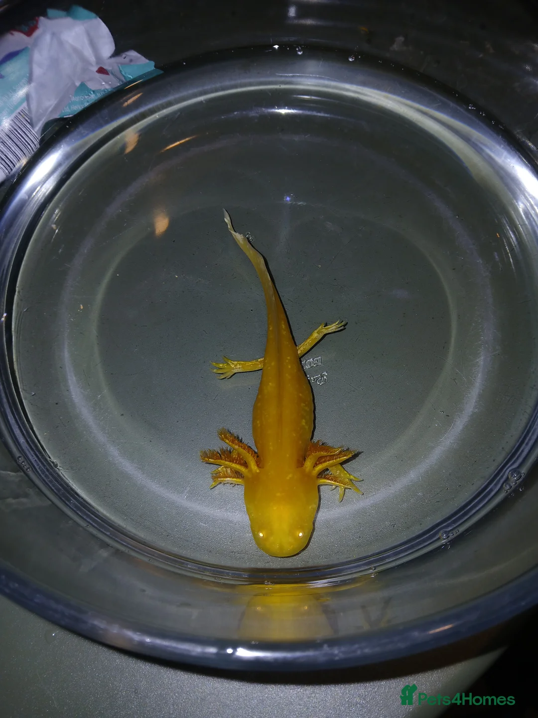 Other/Mixed Breed fish for sale: Axolotls babies gold and copper  - Advert 21