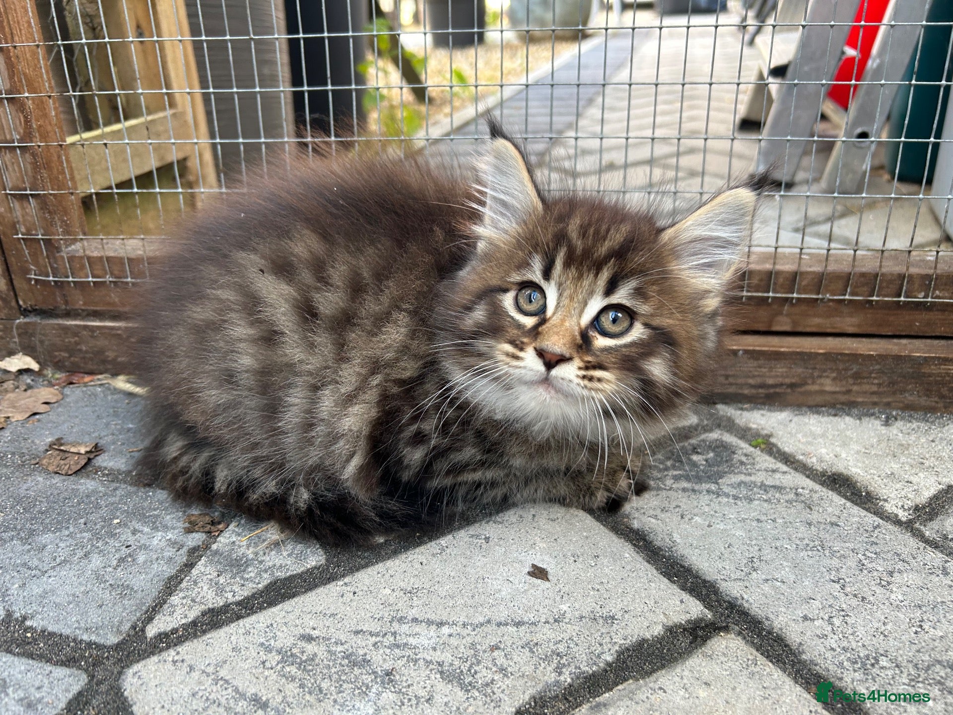 Maine Coon cats 1 XL Male Kitten left: TICA Pedigree Maine Coon - Advert 4