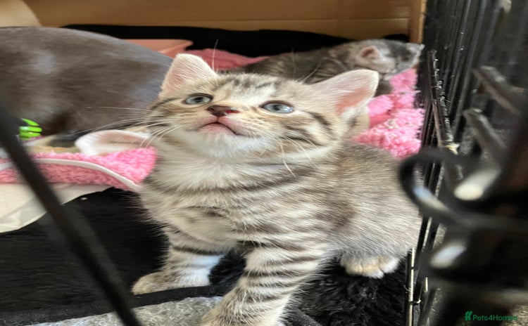 Russian Blue cats 1 beautiful silver grey tabby boy left - Advert 11
