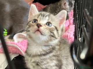 Russian Blue cats 1 beautiful silver grey tabby boy left - Advert 8