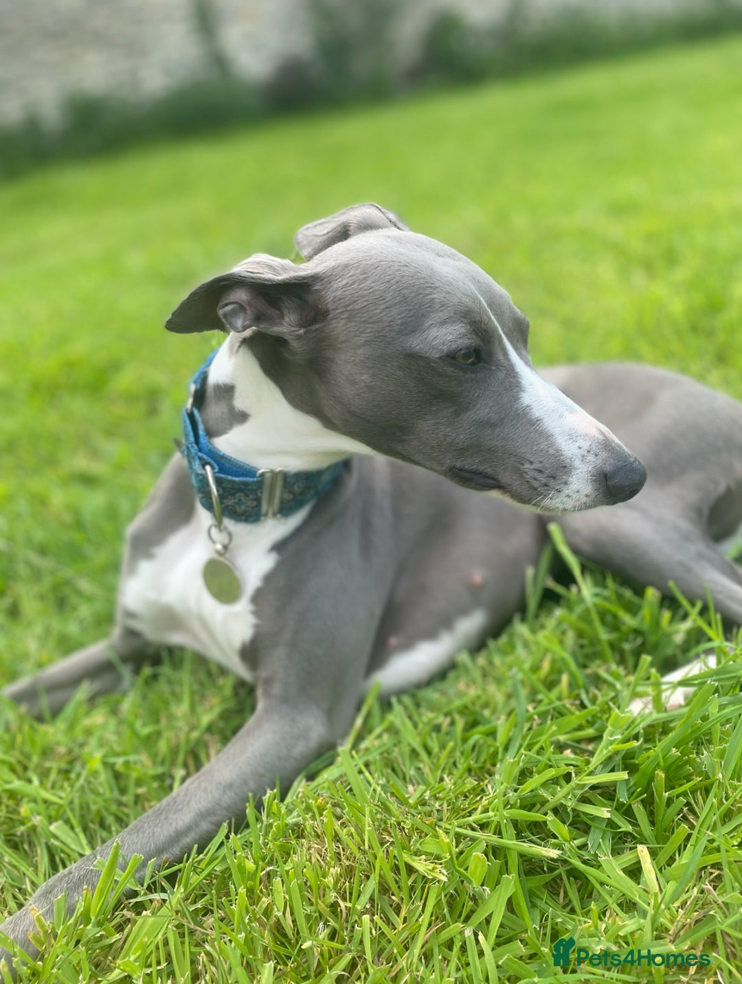 Whippet dogs for sale: STUNNING KC PEDIGREE BLUE BLACK FAWN PUPPIES - Image 5