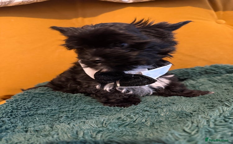 Yorkshire Terrier dogs - Advert 10