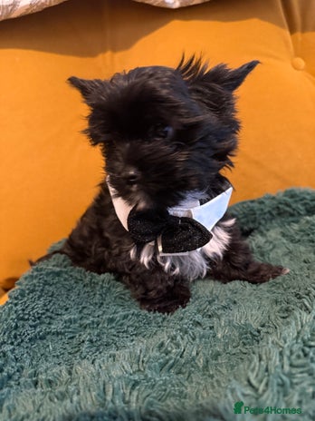 Yorkshire Terrier dogs - Advert 10