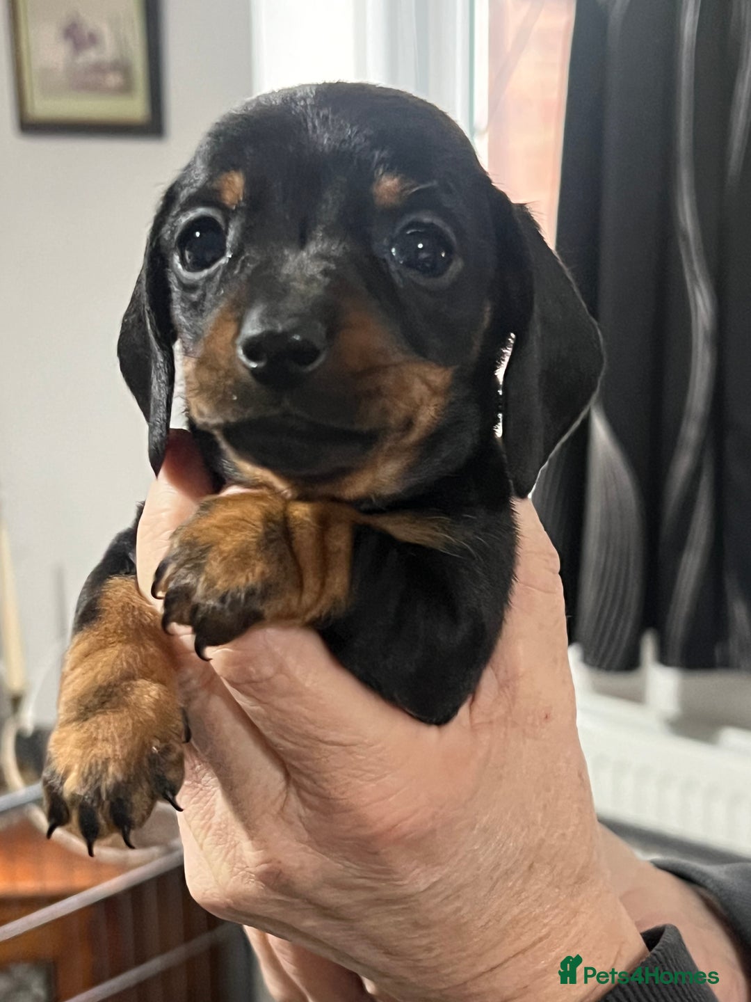 Miniature Dachshund dogs for sale: Miniature dachshunds  - Advert 5