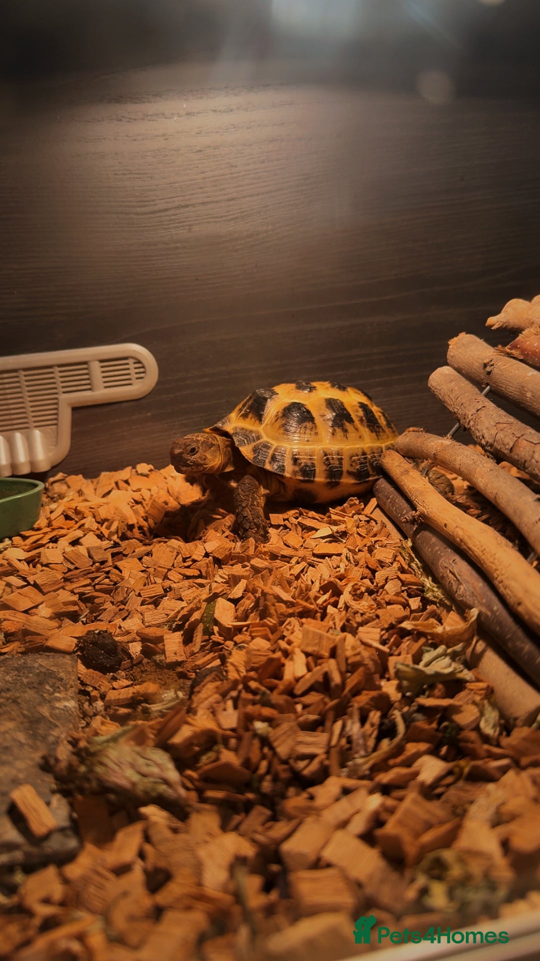 Tortoise reptiles for sale: Tortoise for sale - Advert 2