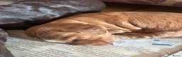 Cocker Spaniel dogs for sale: Show cocker spaniels kc reg pups ready 14 th June  - Advert 3
