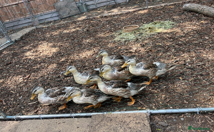 Ducks poultry - Advert 12