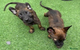 Belgian Shepherd Dog dogs for sale: Belgian malnois x Dutch sheppard puppies - Image 8
