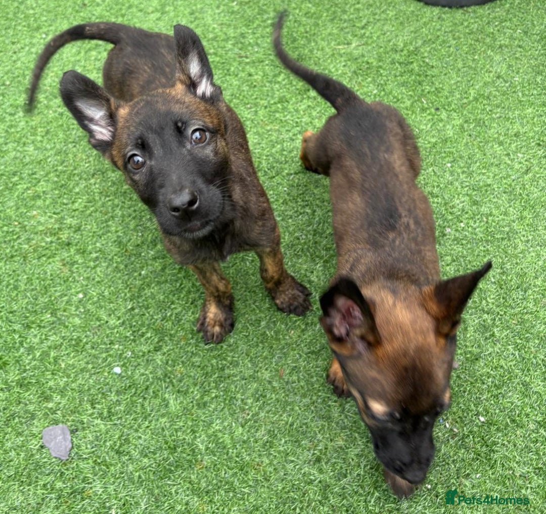 Belgian Shepherd Dog dogs for sale: Belgian malnois x Dutch sheppard puppies - Image 8