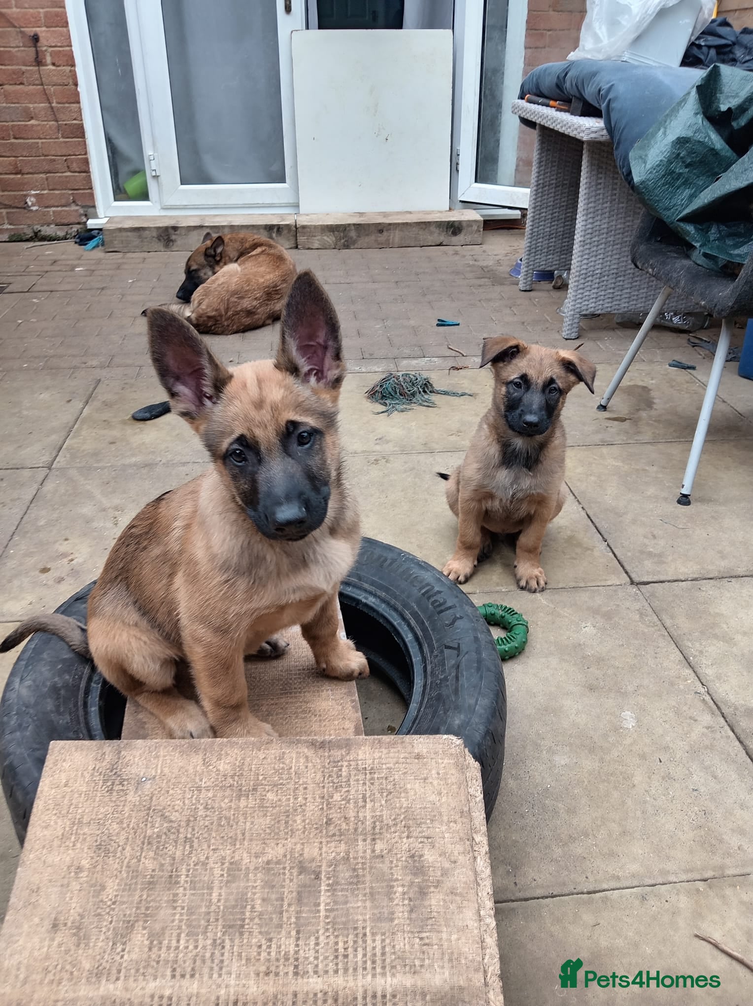 Belgian Shepherd Dog dogs Belgian Malinois Puppies Ready Now - Advert 17