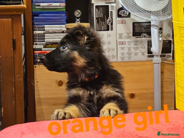 German Shepherd dogs - Advert 1