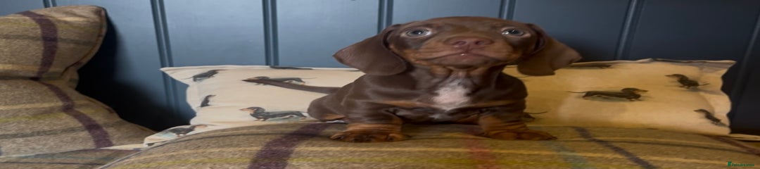 Miniature Dachshund Puppy 4