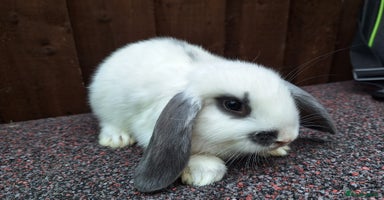 Mini Lop rabbits - Advert 6