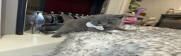 British Shorthair cats for sale: British shorthair kittens  - Advert 18