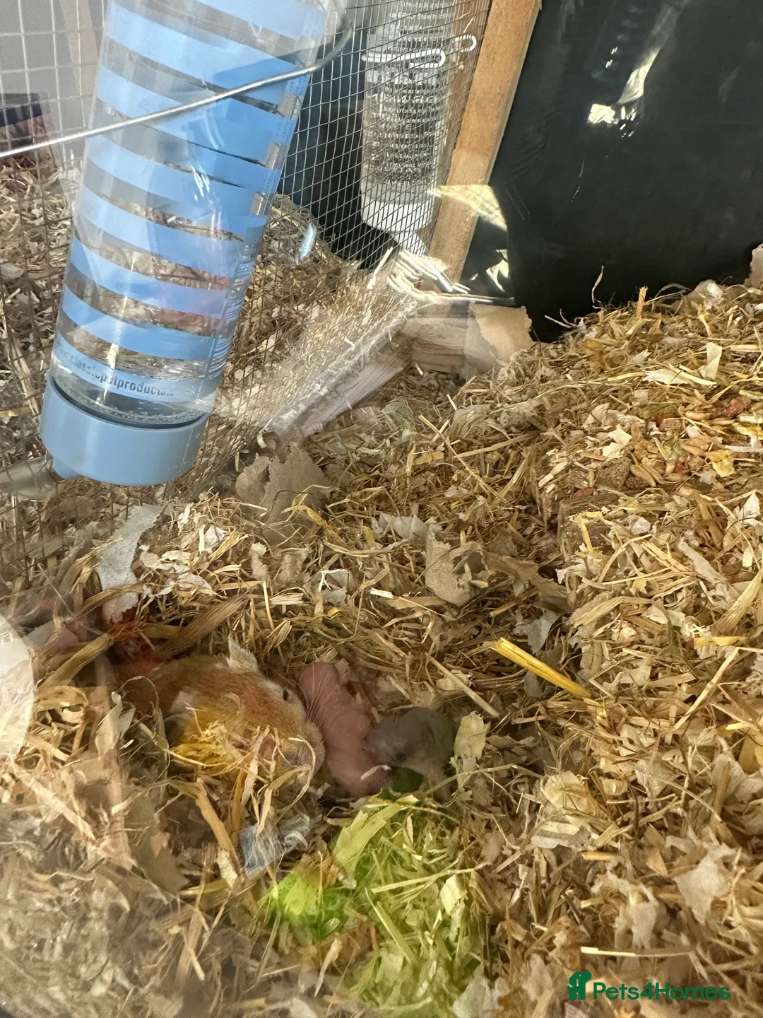 Gerbil rodents for sale: Gerbils in need of a home - Advert 9