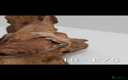 Gecko reptiles for sale: Beautiful baby crested geckos! - Image 17