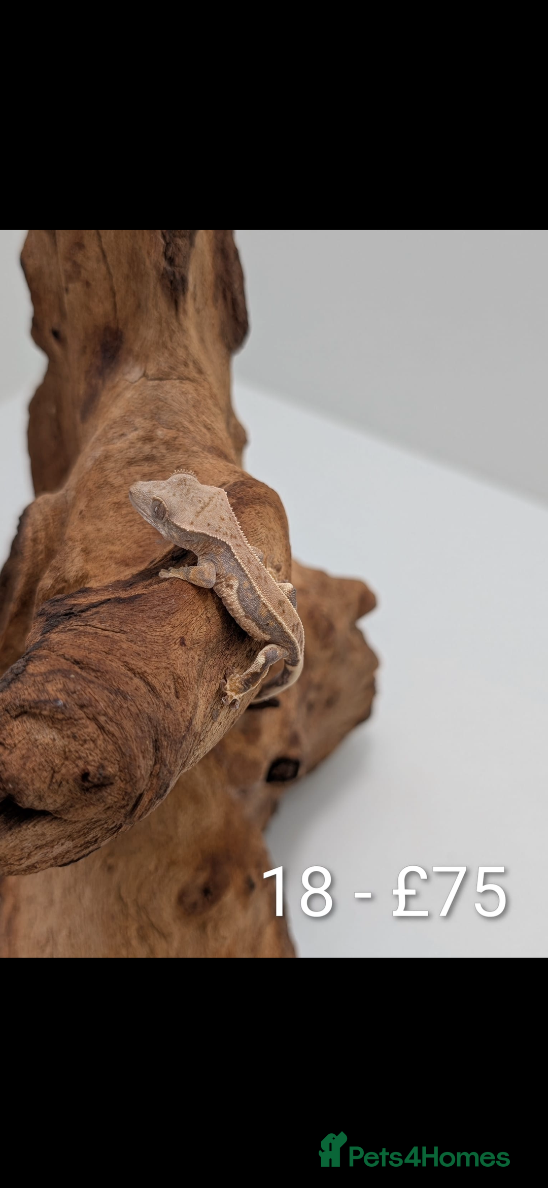 Gecko reptiles for sale: Beautiful baby crested geckos! - Image 17