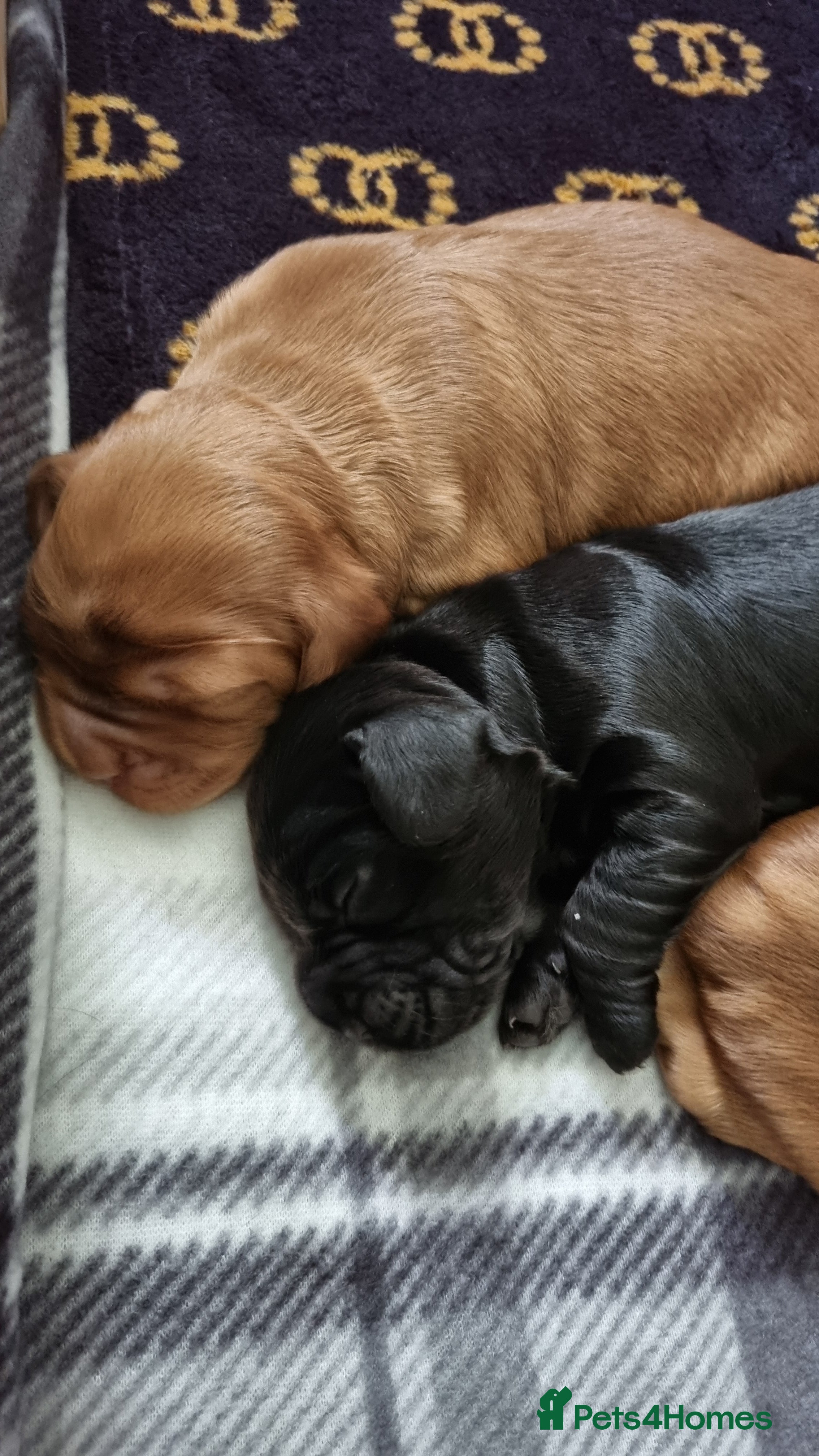 Cocker Spaniel dogs for sale: 🐾 Beautiful Show Type Cocker Spaniel Puppies - Advert 8