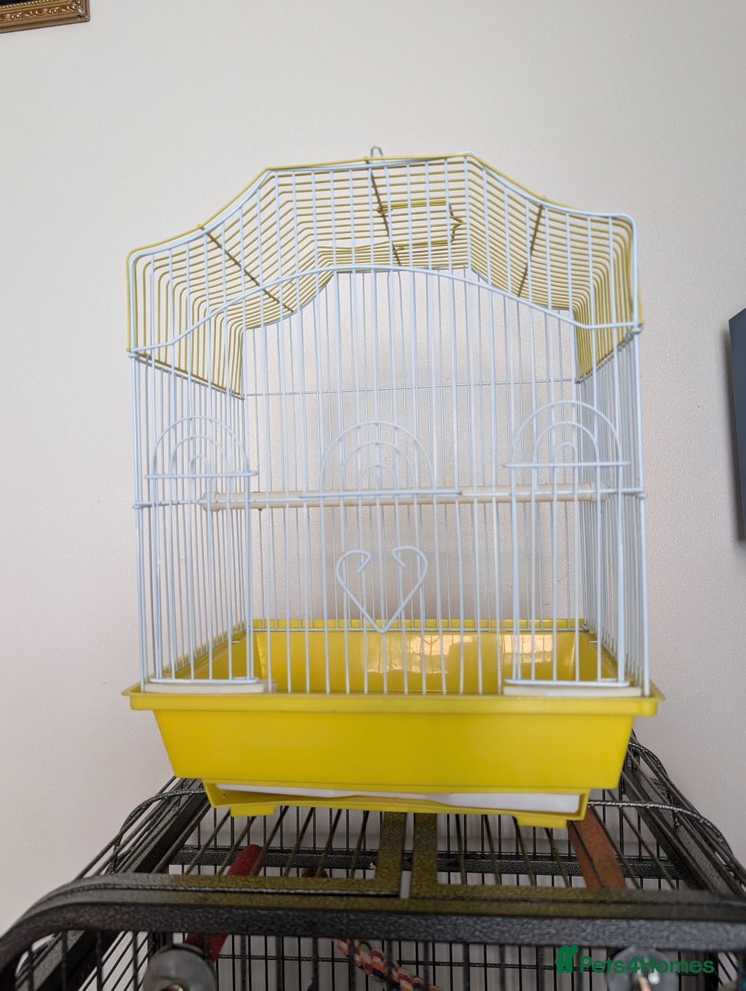 Cockatiels birds for sale: Cockatiel female 3 yrs old. Prefers out of cage. - Image 10