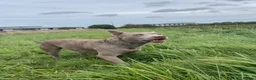 Mixed Breed dogs for sale:  thai ridgeback cross - Advert 4