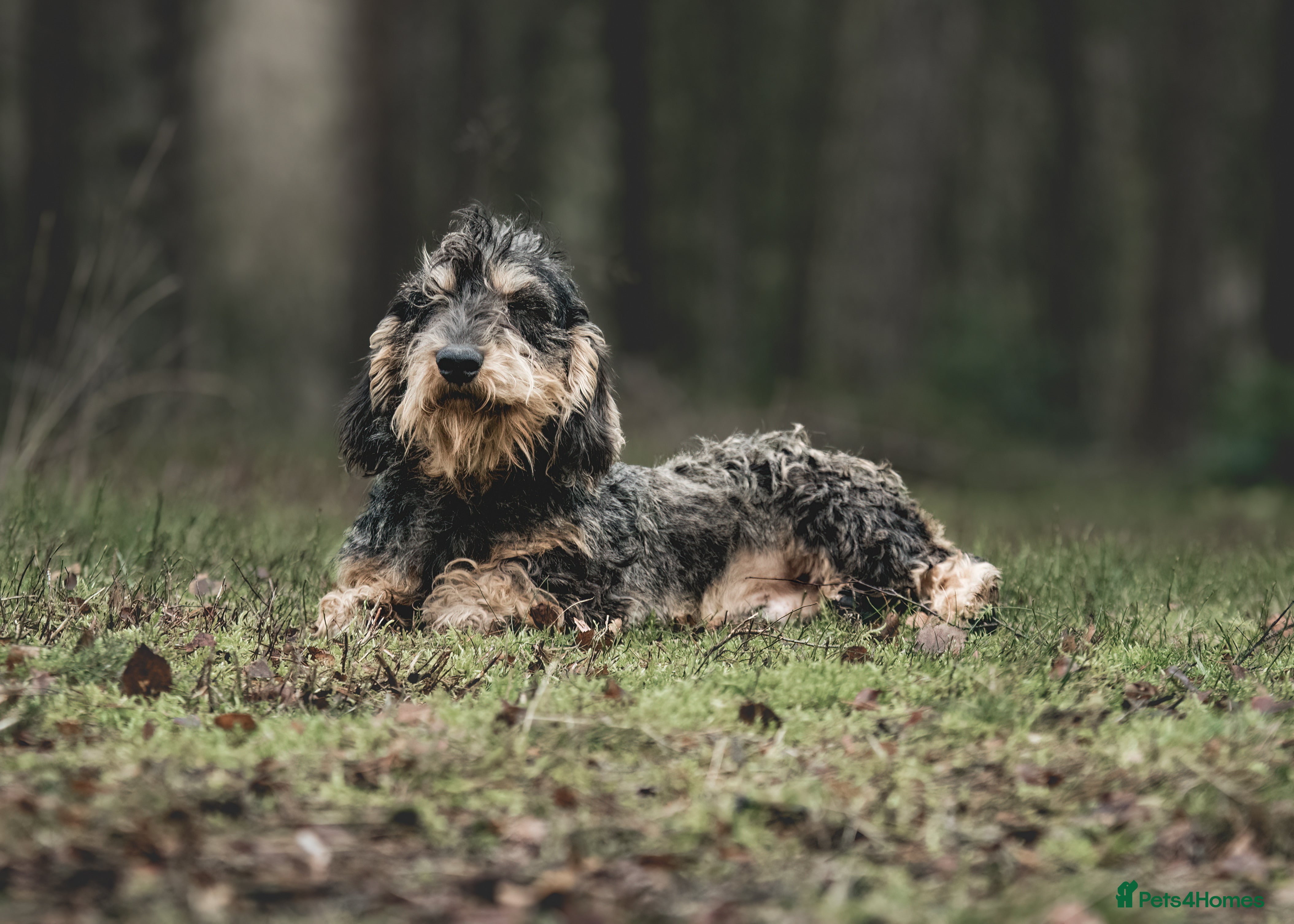Dachshund dogs Standard Wirehaired Teckel KC Reg in Pickering - Advert 7
