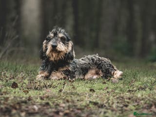 Dachshund dogs Standard Wirehaired Teckel KC Reg in Pickering - Advert 22