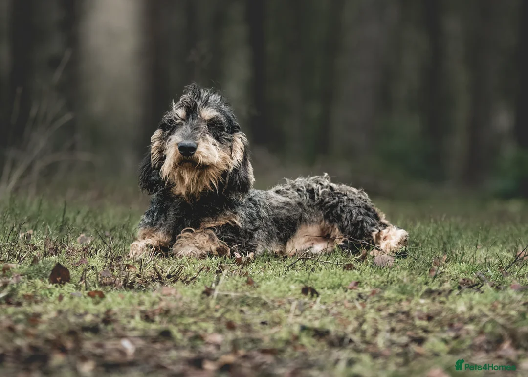 Dachshund dogs for stud: Standard Wirehaired Teckel KC Reg in Pickering - Advert 1