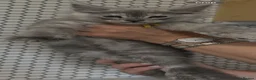 Maine Coon cats for sale: Beautiful tica registered mainecoon babies  - Advert 11
