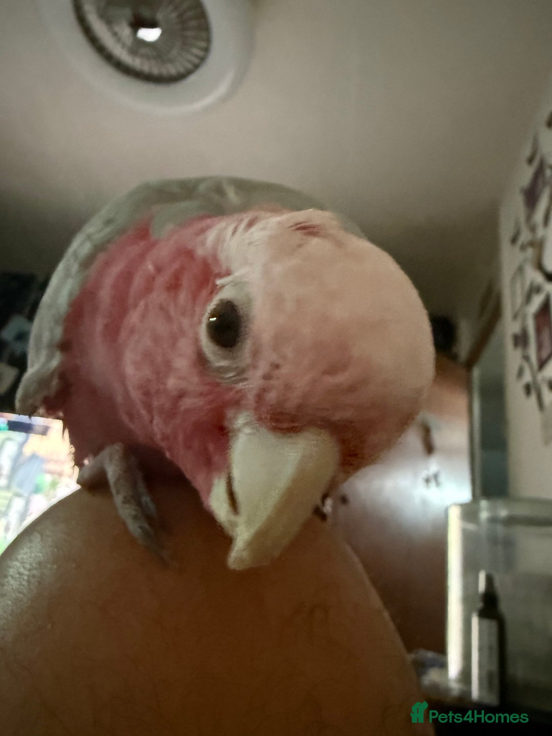 Gallery Image {{count}}