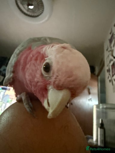 Gallery Image {{count}}