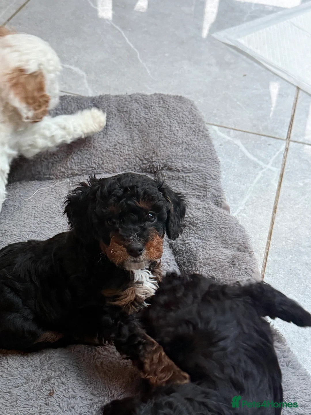 Cavapoo dogs for sale: Beautiful F1b Cavapoo Puppies - Only 3 left  - Advert 4